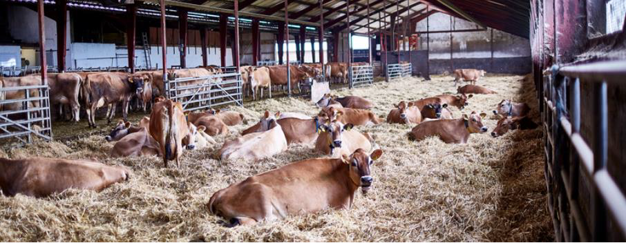 Gæðavottun kúabúa