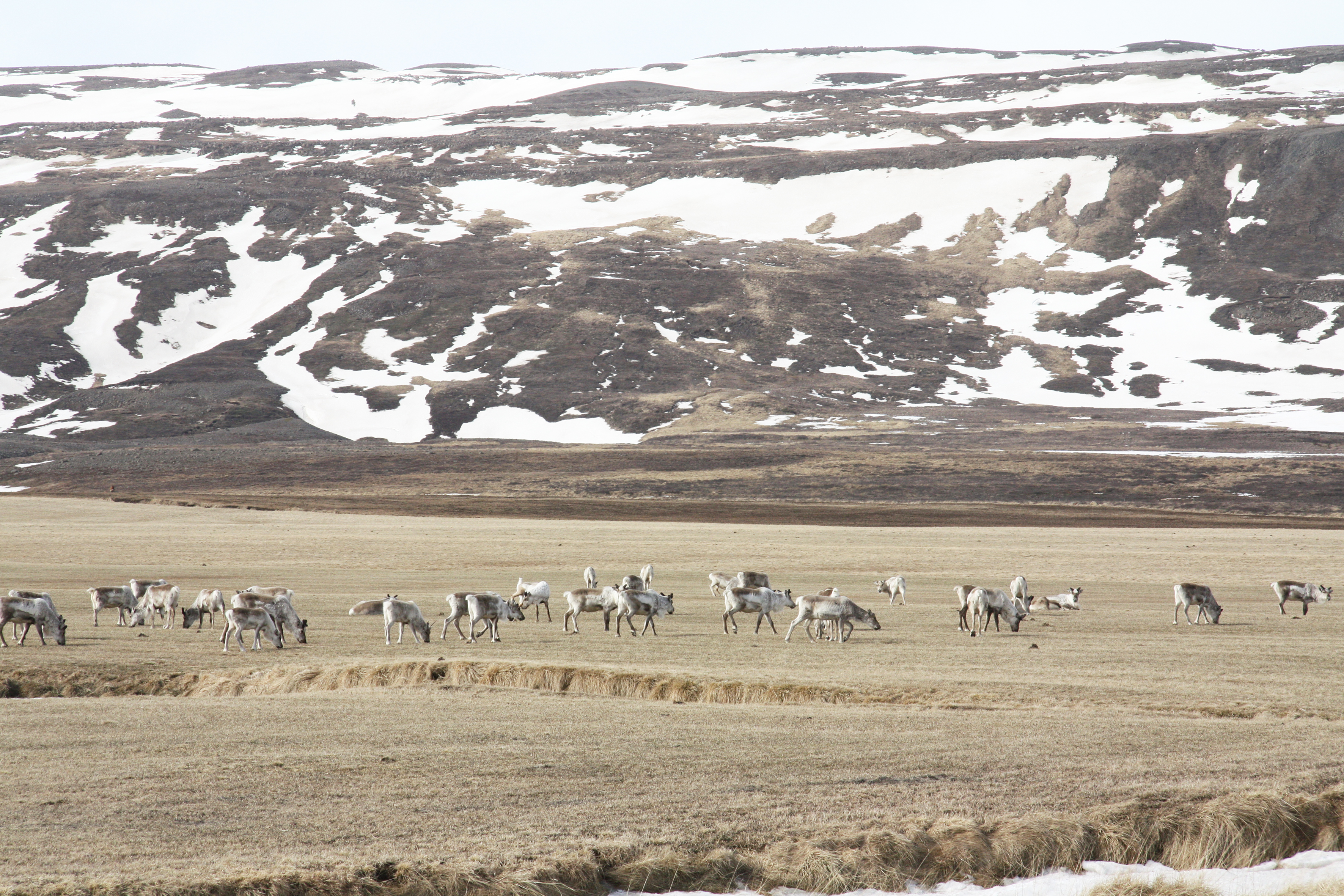 Tilmæli um að fella ekki kú frá kálfi