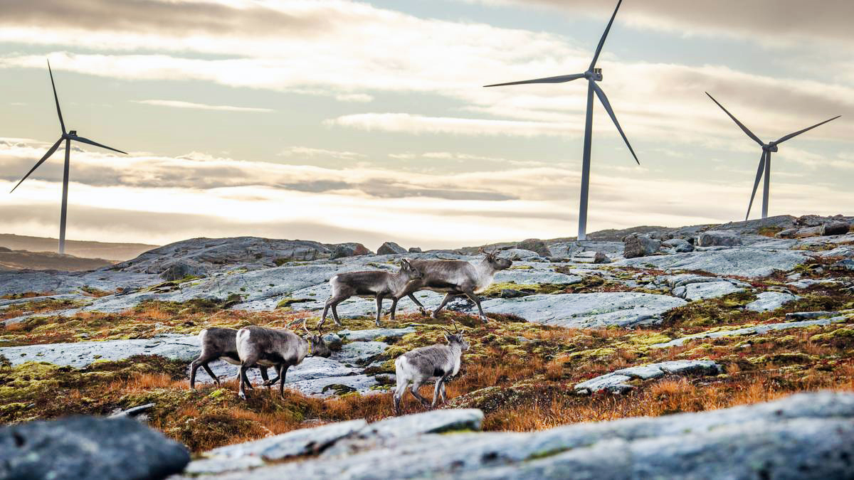 Jarmað, hneggjað, baulað ...