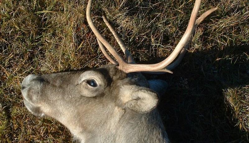 Kvótinn fullnýttur þetta haustið