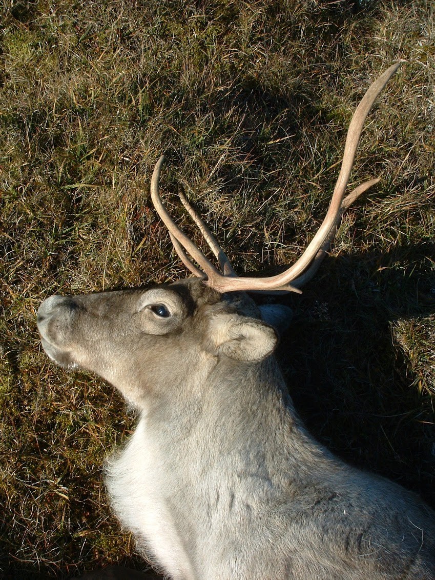 Af 665 dýra hreindýraveiðikvóta veiddust í haust 664 dýr. Þessi kýr var felld á Fellaheiði.
Mynd / sá
