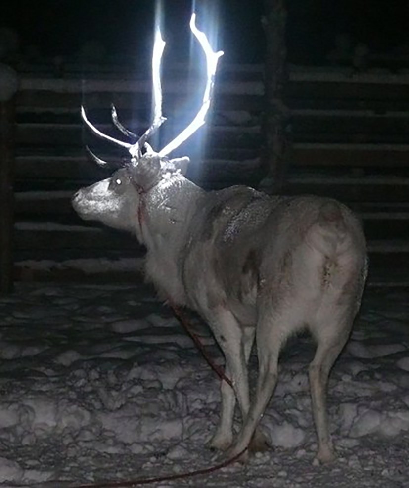 Úða hreindýr með sjálflýsandi efni