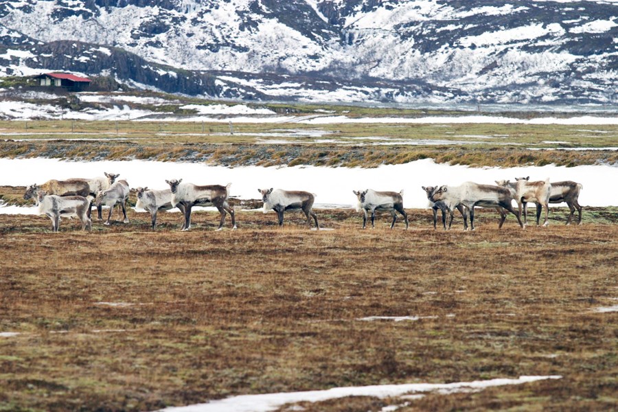 Starfshópur um hreindýraeldi skilar tillögum