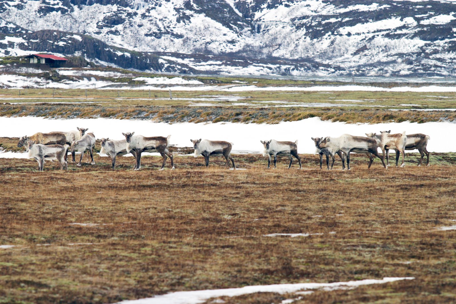 Úthlutun styrkja úr Veiðikortasjóði 2015