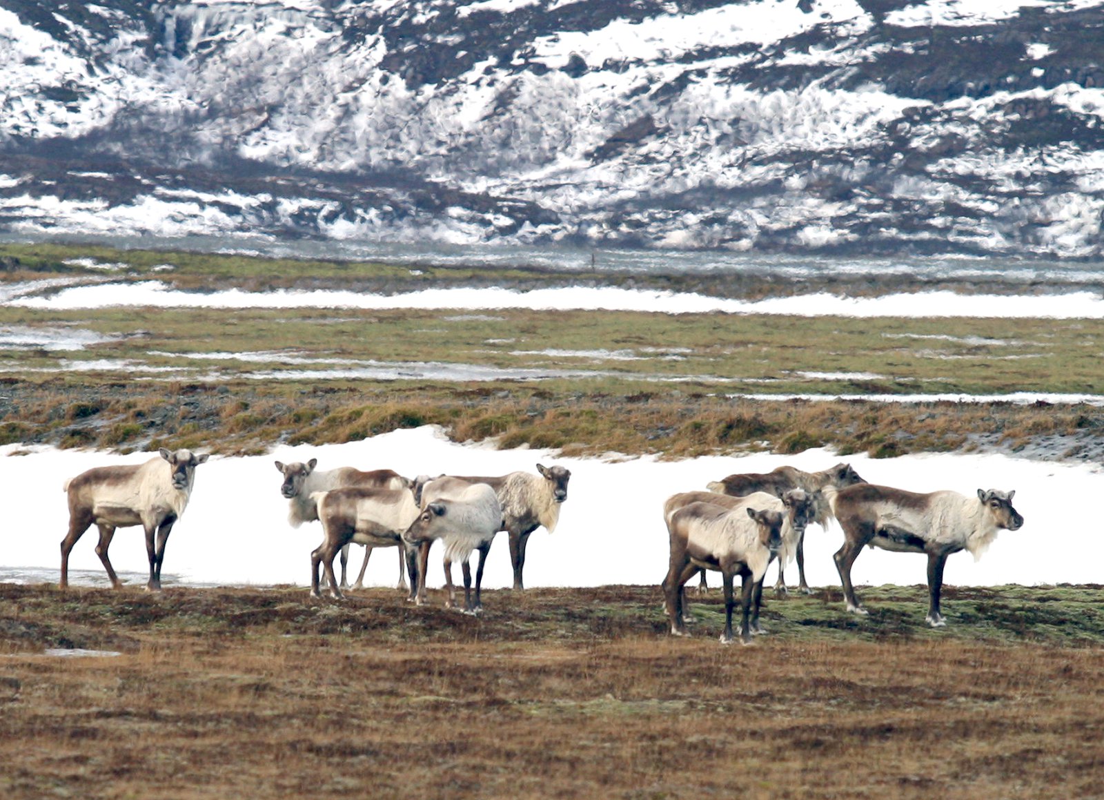 Hreindýrakvóti aukinn frá fyrra ári