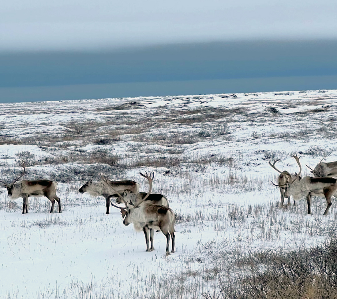 Mest af kvótanum veiddist en dýrin leita norðar