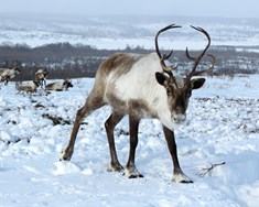 Nýta mætti afurðir hreindýra betur