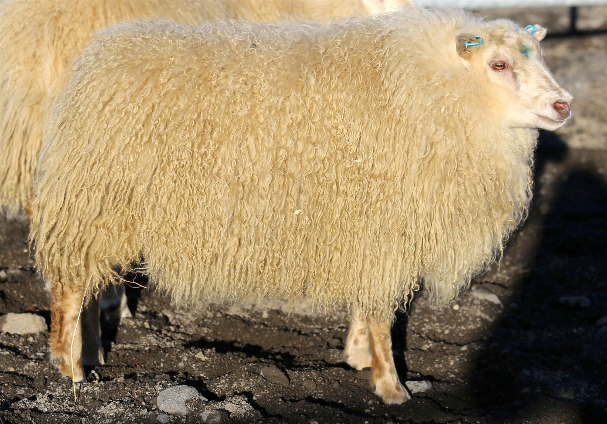 Arfhreinn ARR-hrútur í fyrsta sinn á sæðingastöð