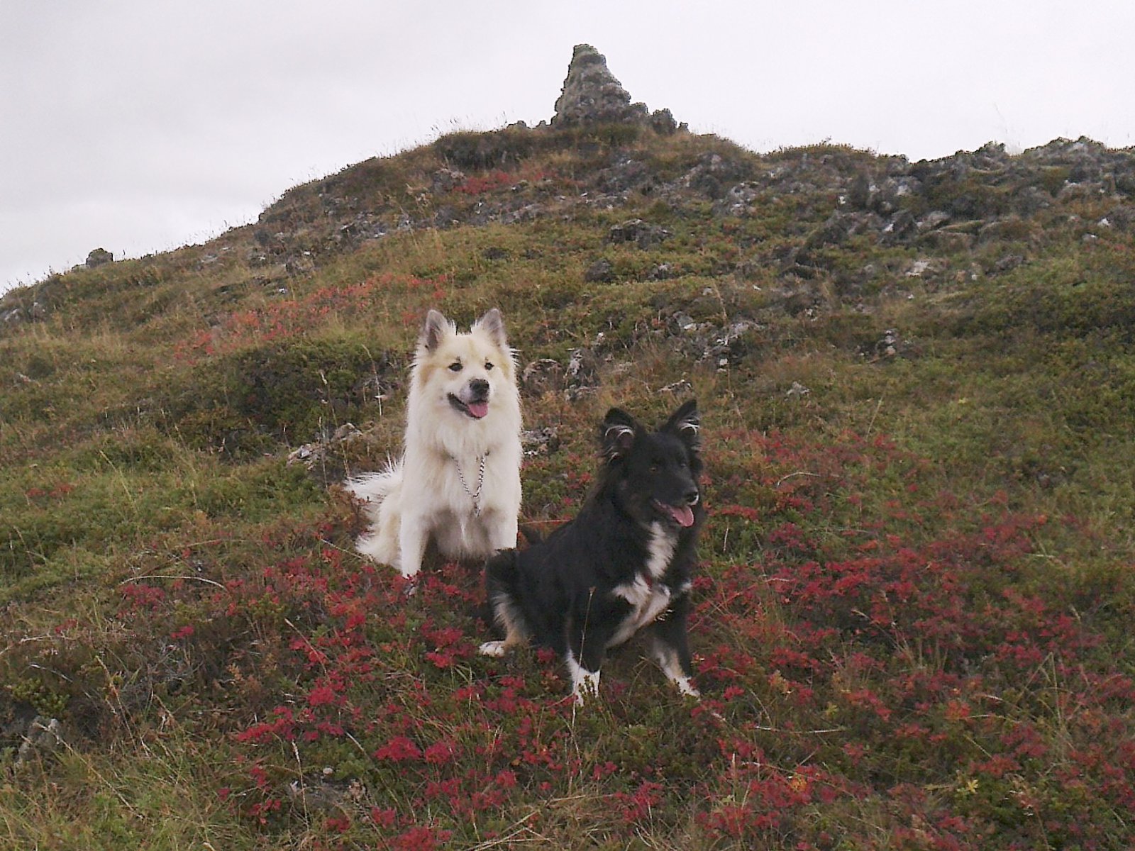 Hundar - Bestu vinir mannanna