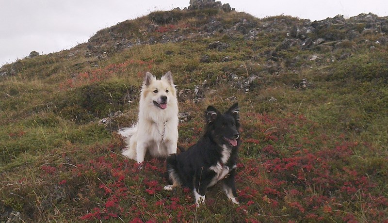 Hundar - Bestu vinir mannanna