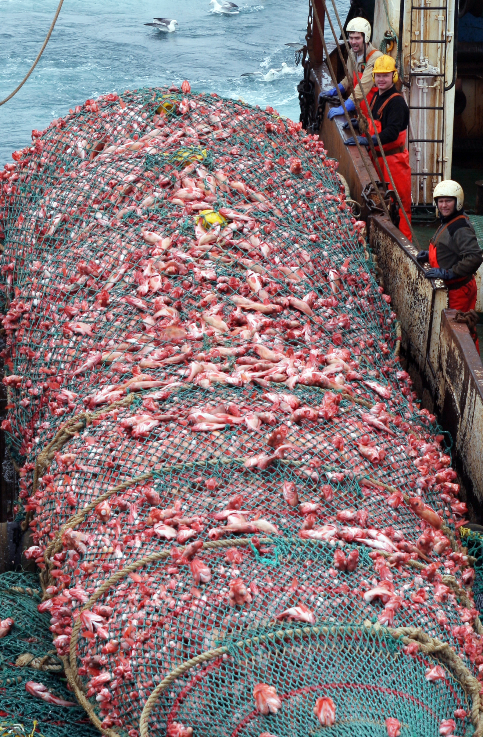 Rauðagull úr greipum Ægis