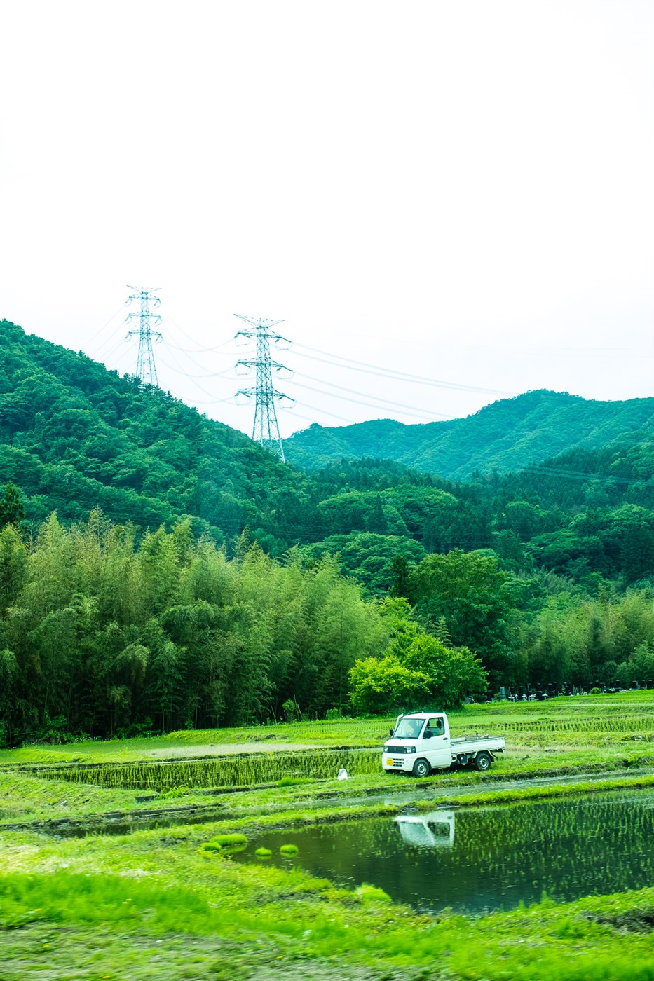 Hiti ógnar hrísgrjónarækt
