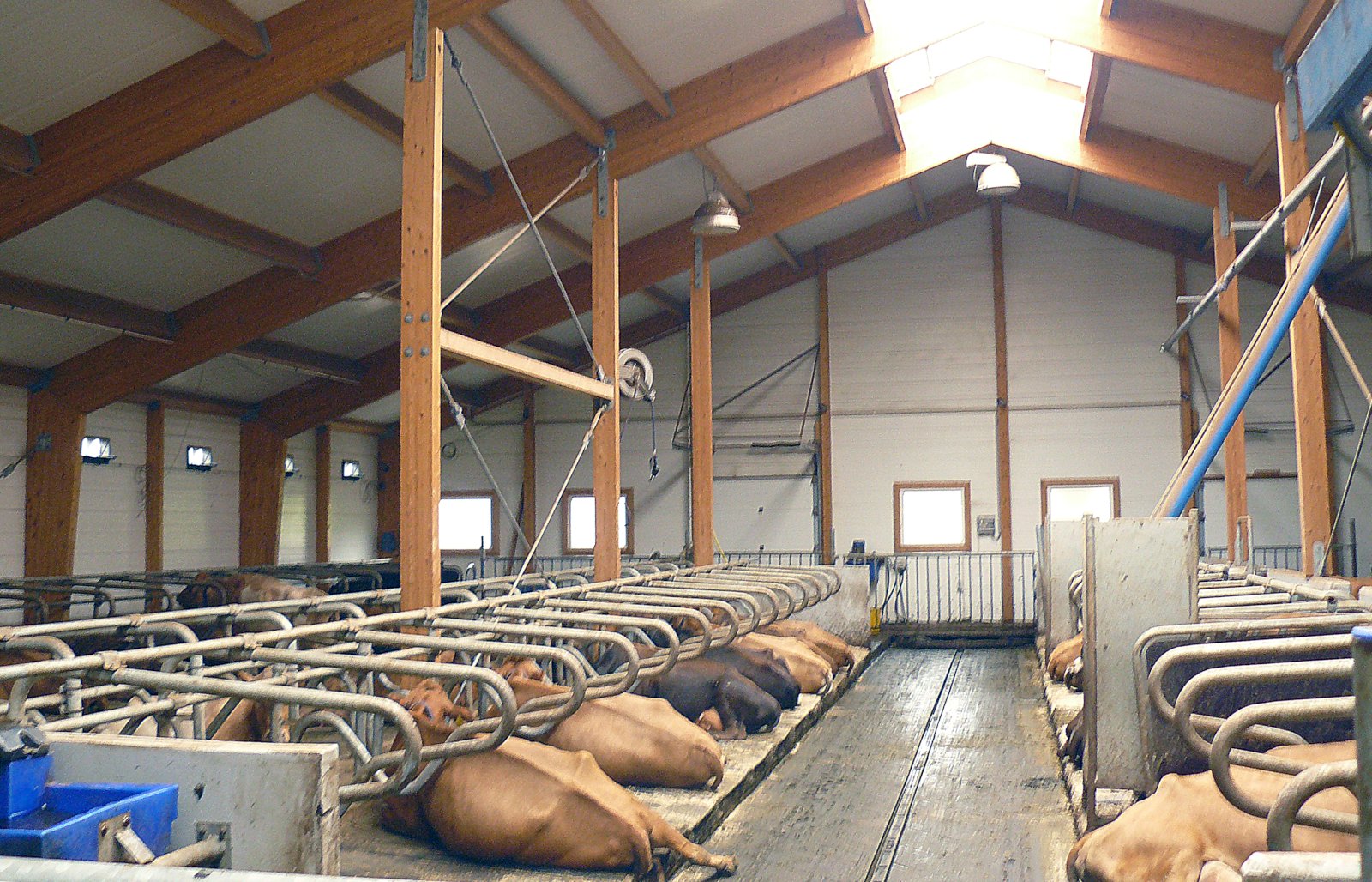 Þrengir að gripum í fjósum bænda