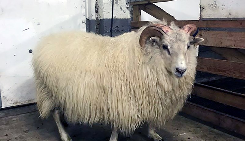Hríshólslamb númer 31 stigahæst