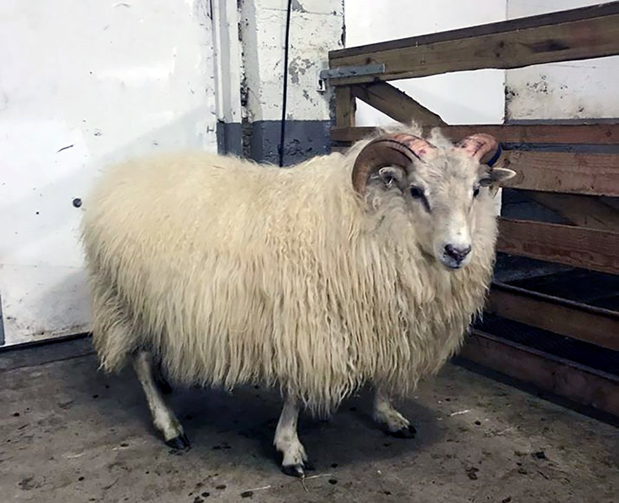 Stigahæsti hrúturinn í Eyjafirði á liðnu hausti, lamb númer 32 á Hríshóli.