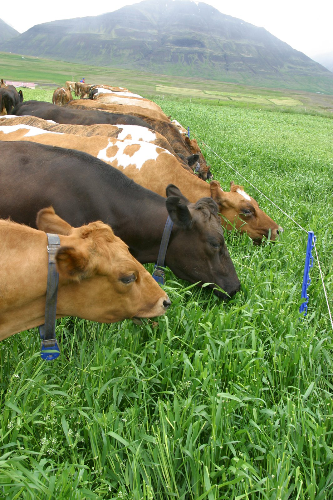 Áhætta af innflutningi á lifandi búfé talin veruleg