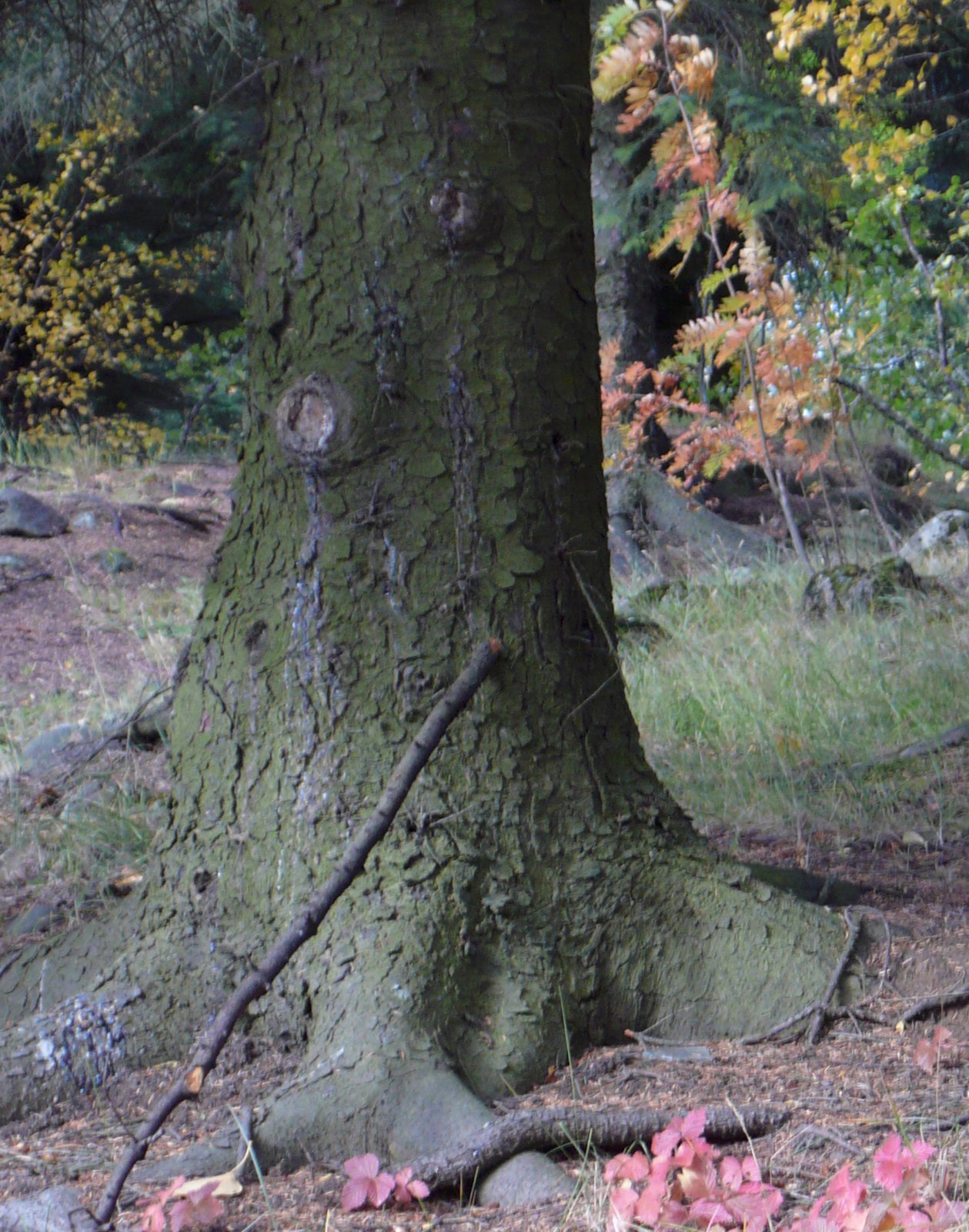 Aðalfundur Skógræktarfélags Íslands