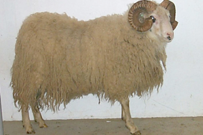 Litaerfðir tengdar A1 samsætunni