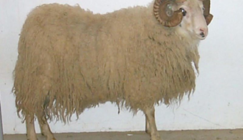 Litaerfðir tengdar A1 samsætunni