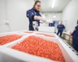 Fyrsti innflutningur á frjóvguðum laxahrognum í áratugi