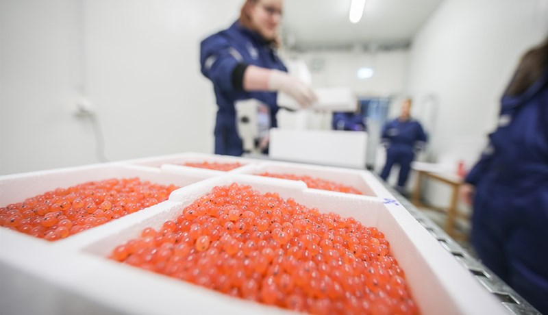 Fyrsti innflutningur á frjóvguðum laxahrognum í áratugi