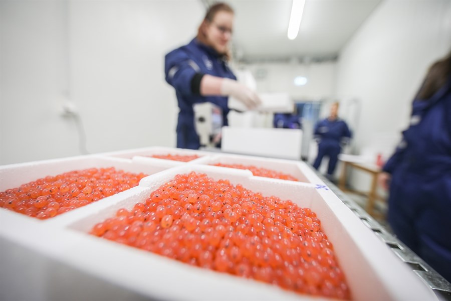 Hrognum hjá Benchmark Genetics pakkað áður en þau eru send til viðskiptavinar í sérstökum frauðkössum.  