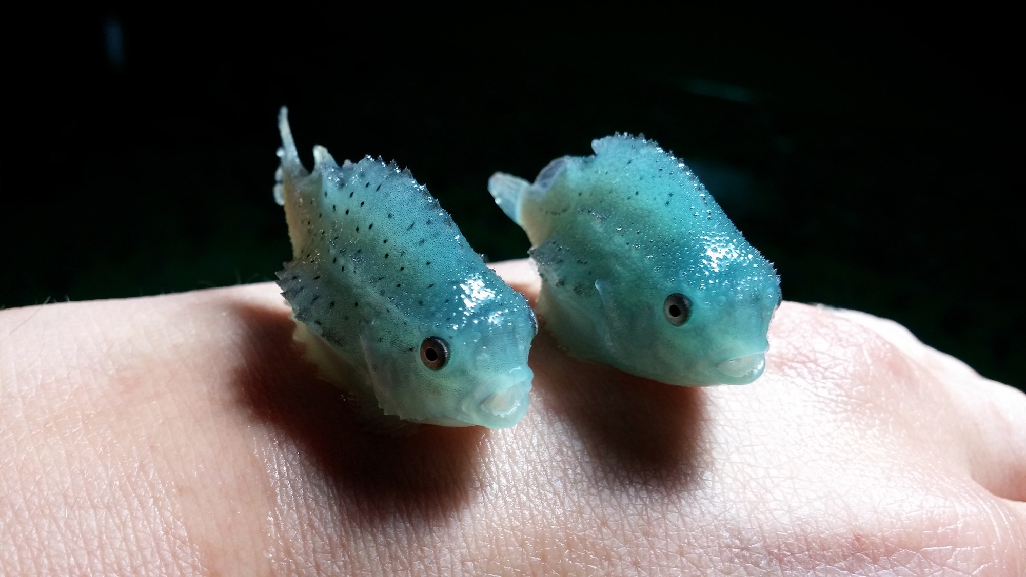 Fjölbreytt fiskeldi til hliðar við laxinn