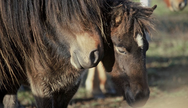 Dýralæknaþjónusta er dýravelferðarmál