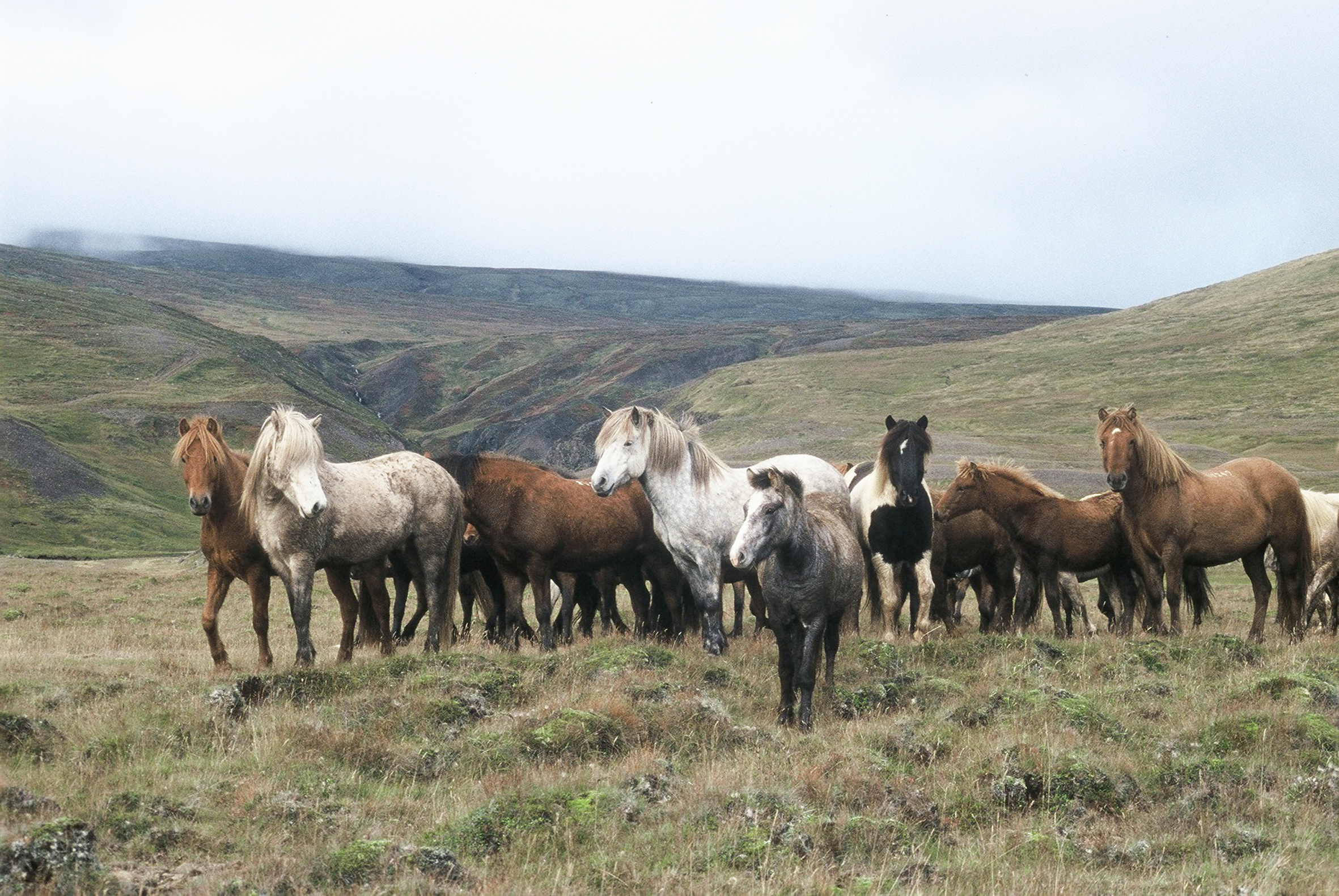 Margar ástæður fyrir því að við ættum að borða meira af hrossakjöti