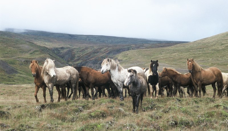 Talning á hrossum er enn í ólestri og möguleg skekkja 15.431 hross