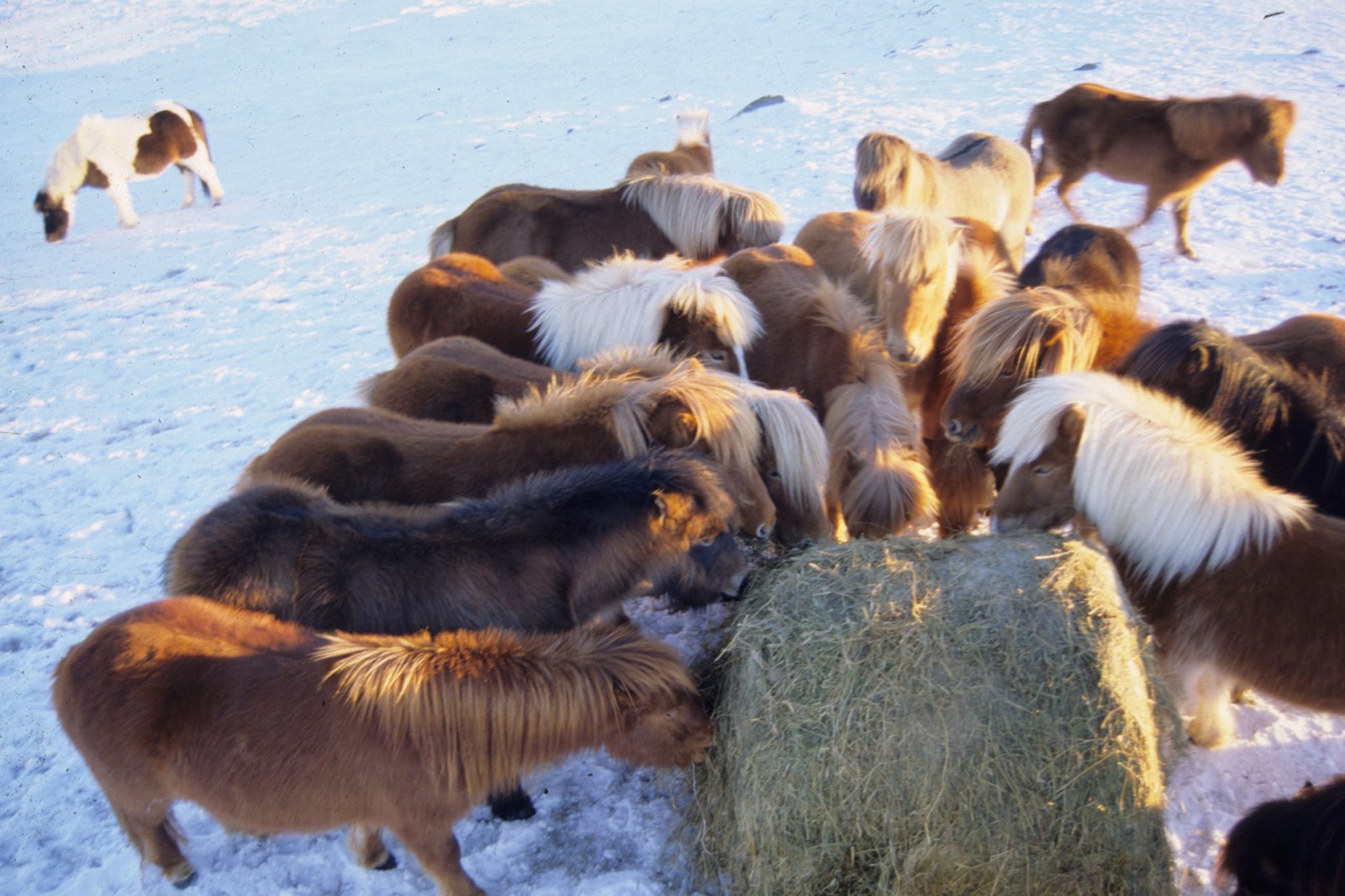 Flokkun útigangshrossa eftir fóðurþörfum
