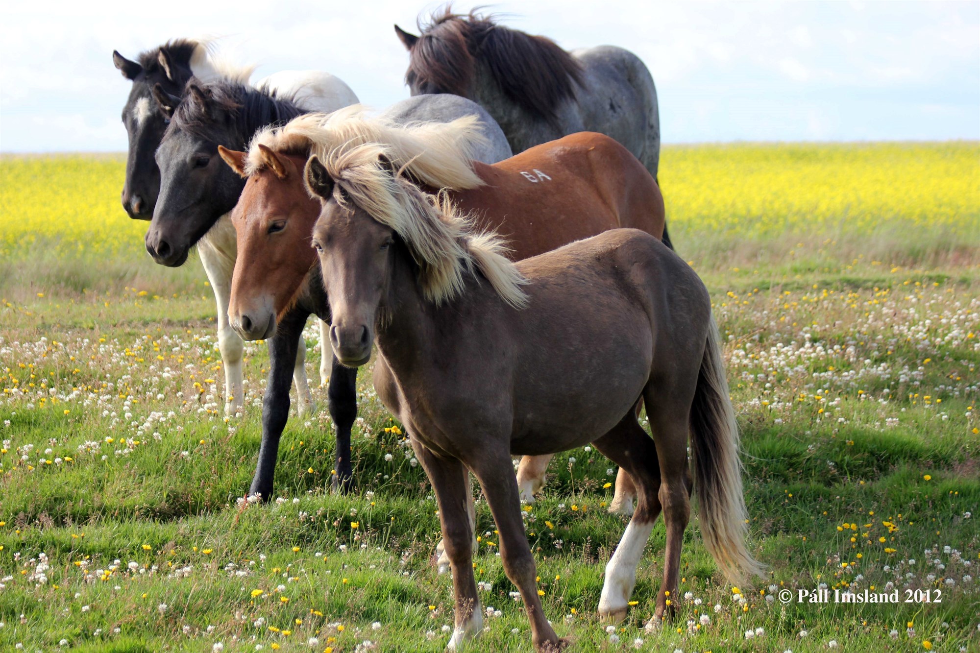 Framleiðsla á hrossum minnkar