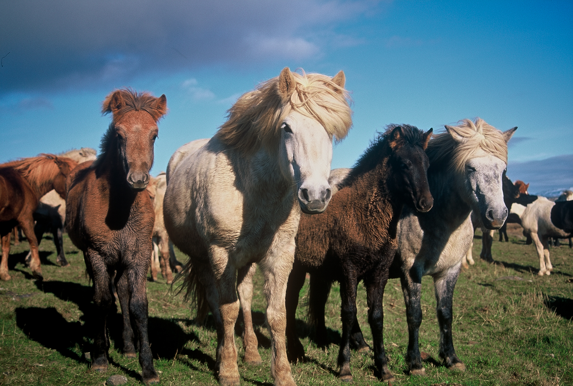 Aukin sala á hrossakjöti