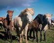 Fagráð vill banna eggheimtu í íslenskri hrossarækt