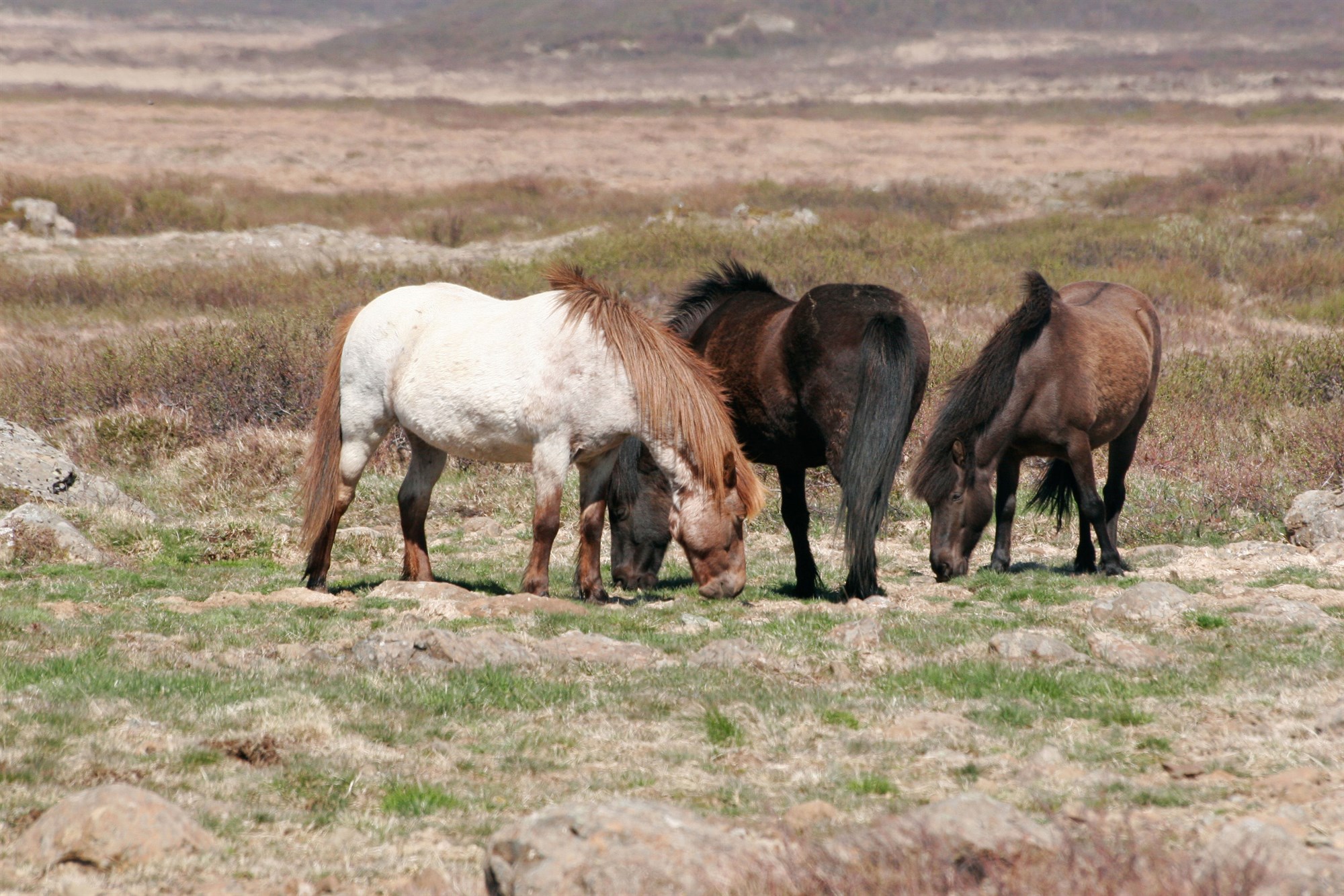 Sviptingar í búfjáreign og miklar áskoranir í sumum greinum sem fela líka í sér tækifæri