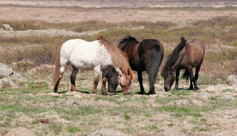 Sviptingar í búfjáreign og miklar áskoranir í sumum greinum sem fela líka í sér tækifæri