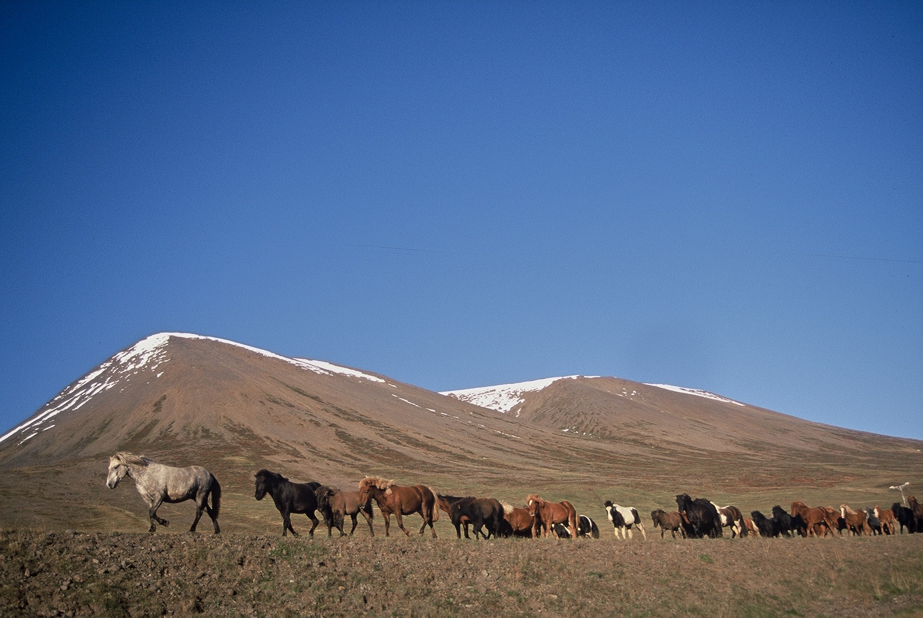 Skýrsluhald í hrossarækt – Nýjungar