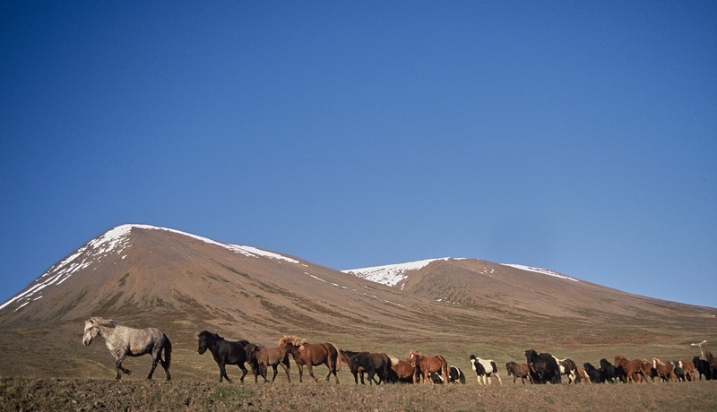 Skýrsluhald í hrossarækt – Nýjungar