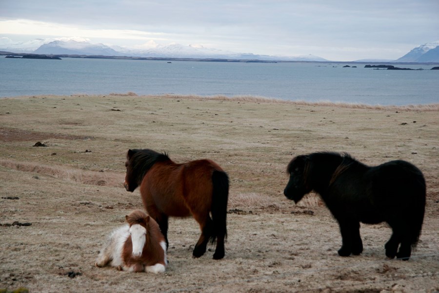 Nýjar vinnureglur við kynbótadóma