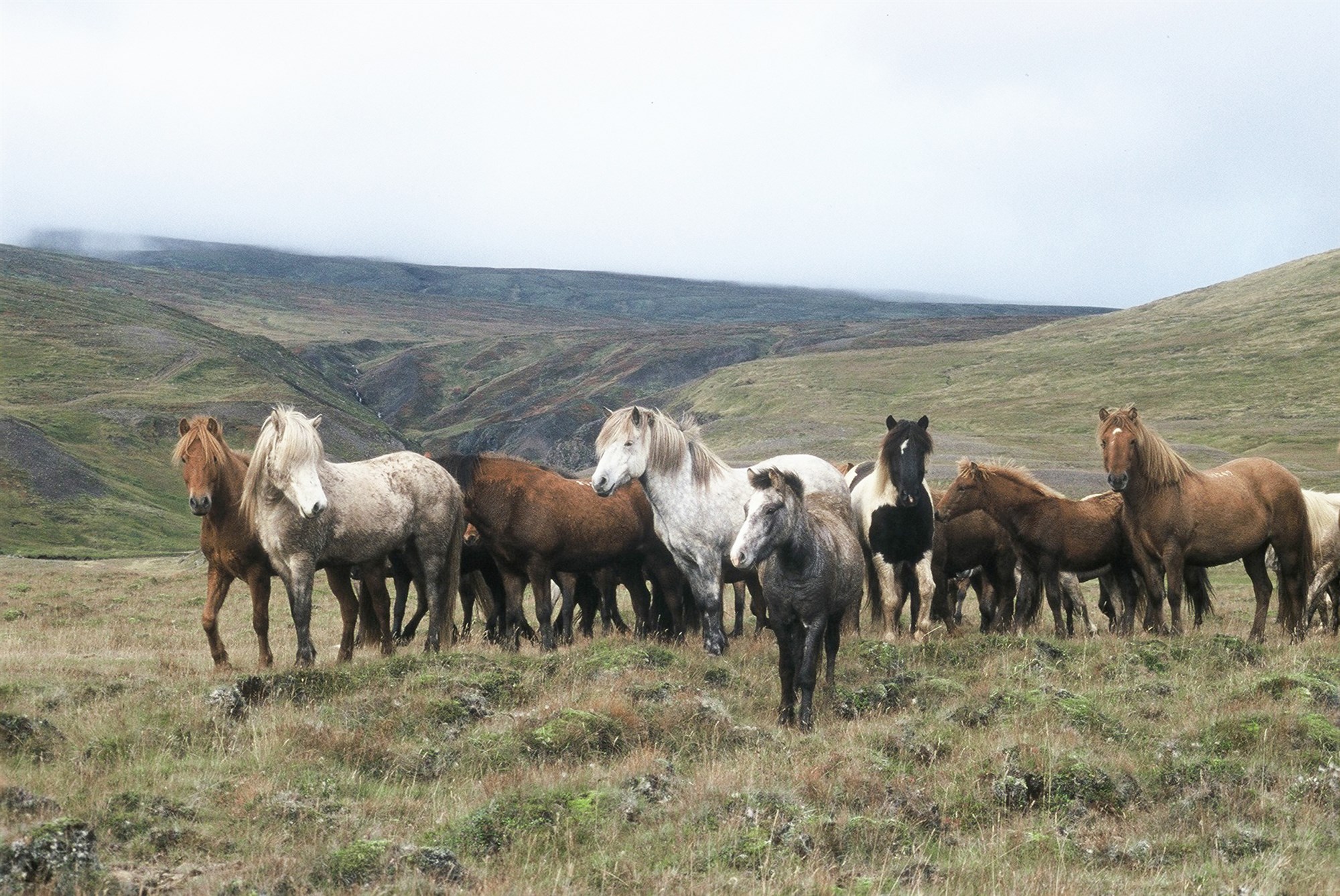 Útrás sæðis setur hrossarækt í óvissu
