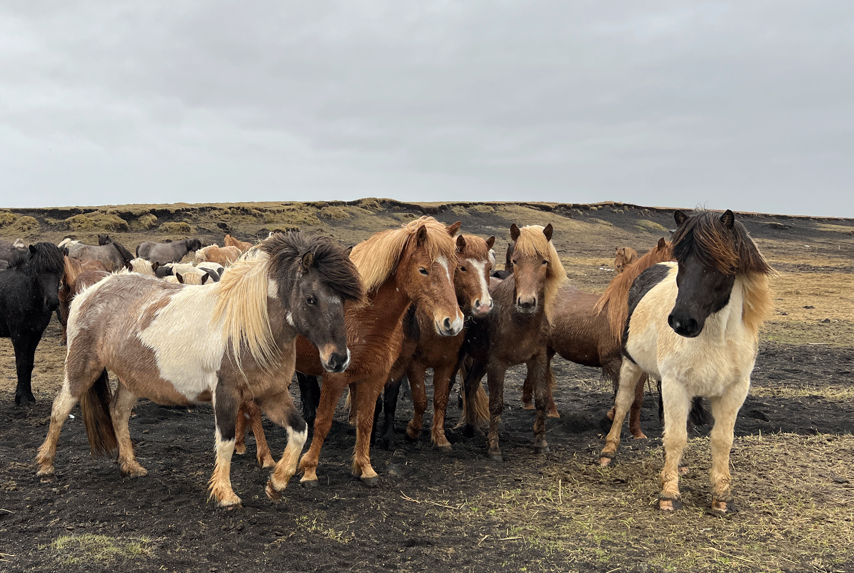 Starfsemi blóðtöku úr fylfullum hryssum nú leyfisskyld