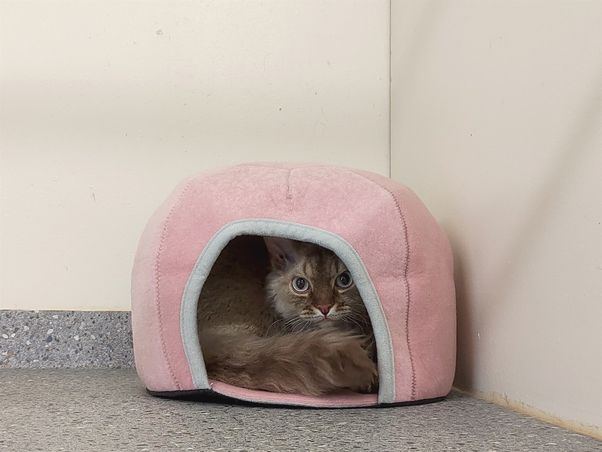 Ströng skilyrði og allt í boði ríkisins