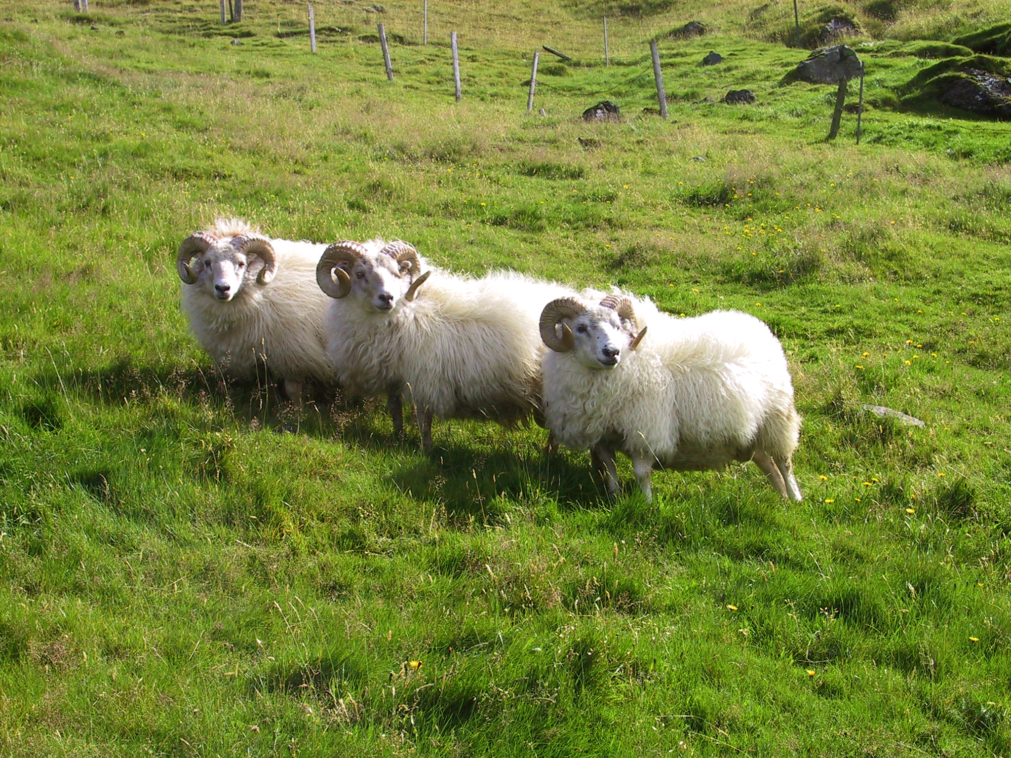 Best reknu sauðfjárbúin hafa lægri framleiðslukostnað