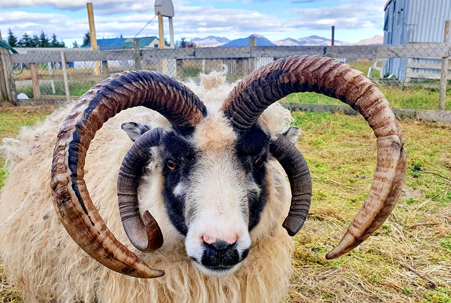 Hrúturinn á myndinni heitir Höfðingi og á heima á Akranesi og tengist því ekki Raufarhöfn.