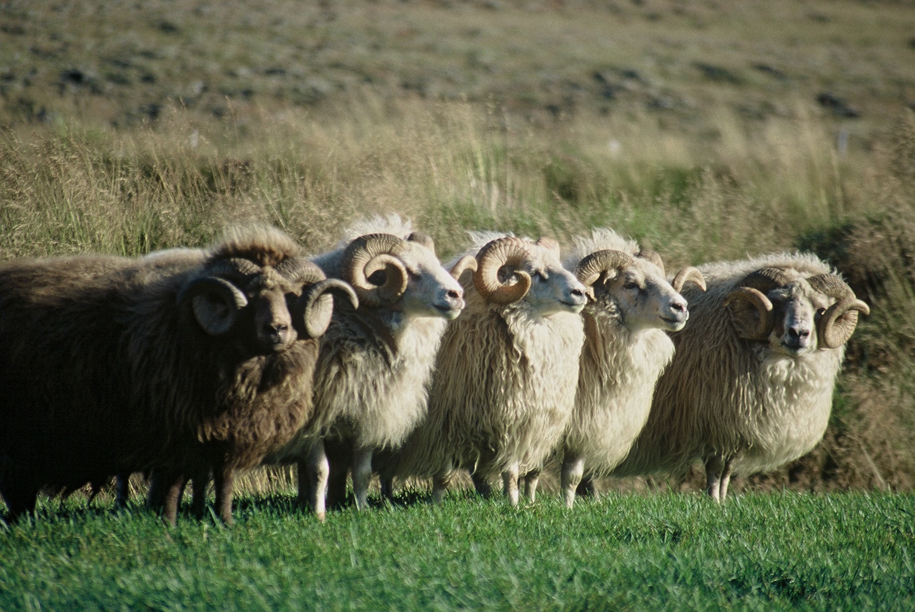 Breytt skipan samráðshóps um endurskoðun búvörusamninga
