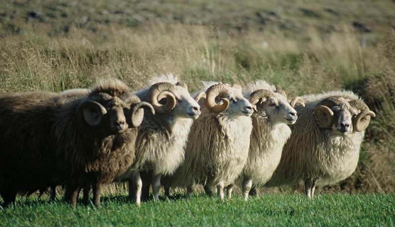Breytt skipan samráðshóps um endurskoðun búvörusamninga