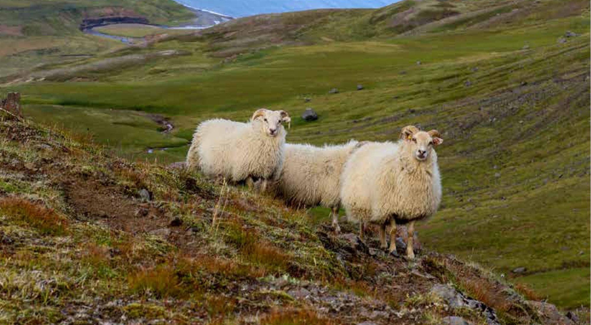 Hrútaskráin komin á vefinn