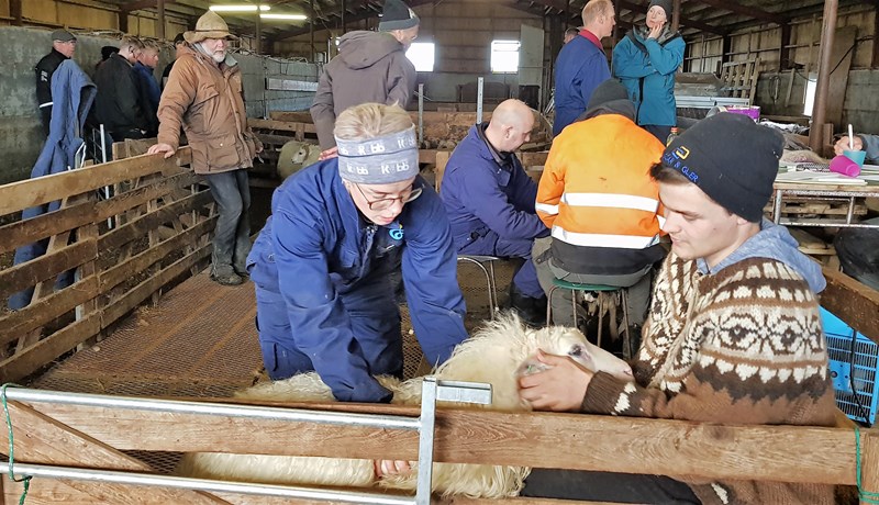 Bændur bera saman bækur sínar á hrúta- og gimbrasýningum