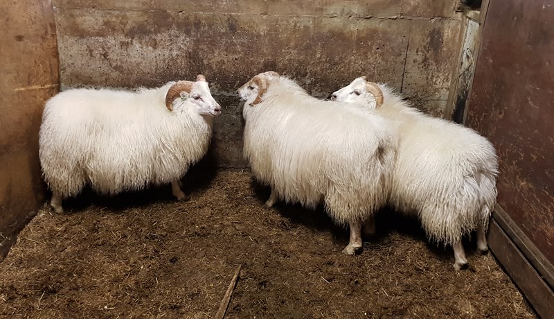 Fyrsta tilfelli garnaveiki í Austfjarðahólfi í 30 ár