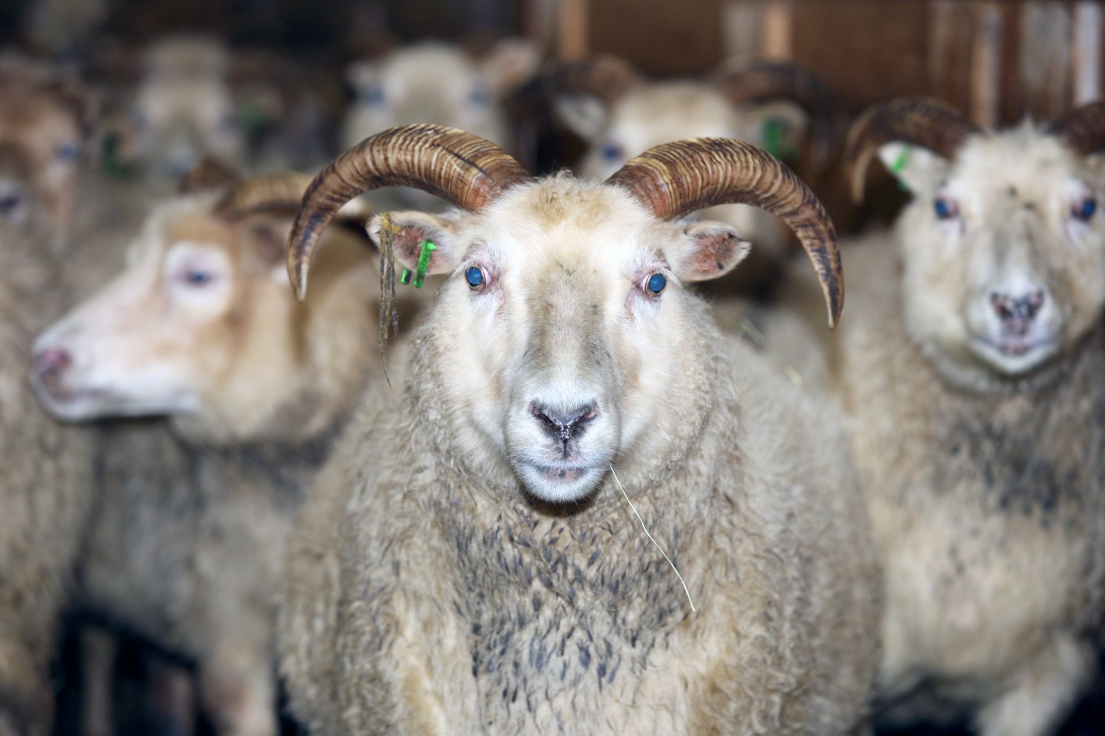 Að lesa BLUP-tölur í sauðfjárrækt